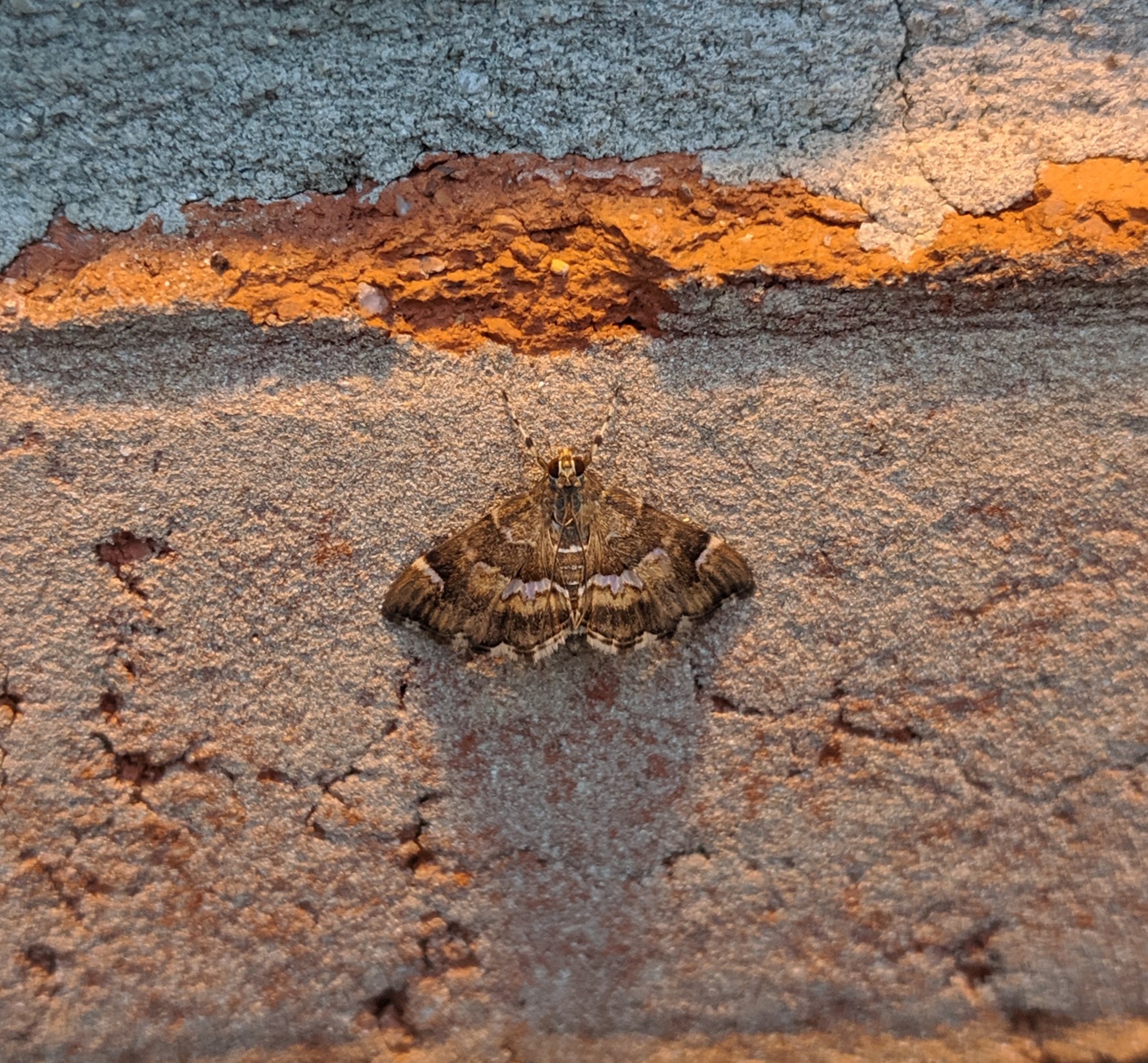 Spotted.. not striped.  Because reasons_20191008.jpg
